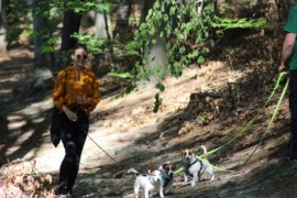 Jacks4You Majówka, Jack Russell Terrier (49)